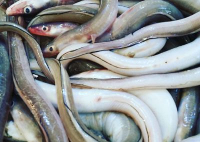 Eels in Santiago market