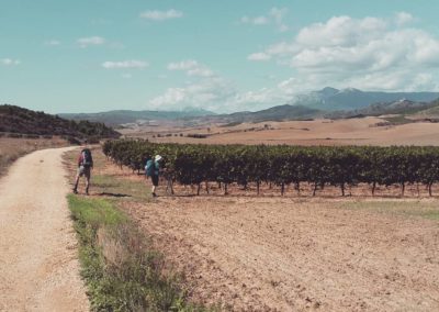 Vines in wine country