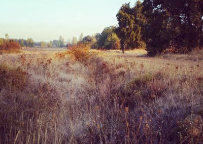 A frosty field