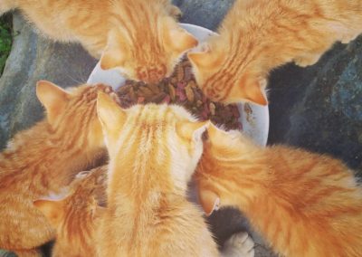 Ginger kittens crowding around a food bowl