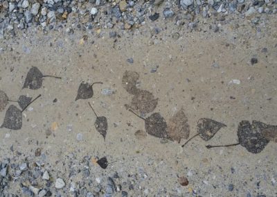 Leaves on the Camino